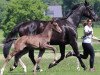 dressage horse Hengst von Marc Cain / Dancier (Westphalian, 2021, from DSP Marc Cain)