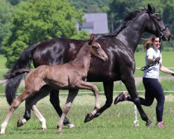 dressage horse Hengst von Marc Cain / Dancier (Westphalian, 2021, from DSP Marc Cain)