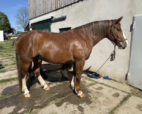 Pferd Elmo (Sächs.-Thür. Schweres Warmbl., 2021, von Empire)