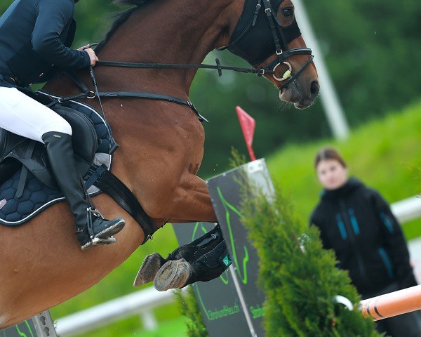 jumper Elmo K CH (Swiss Warmblood, 2014, from Milor Landais)