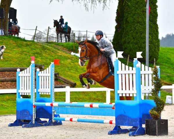 jumper Delano CH (unknown, 2018)