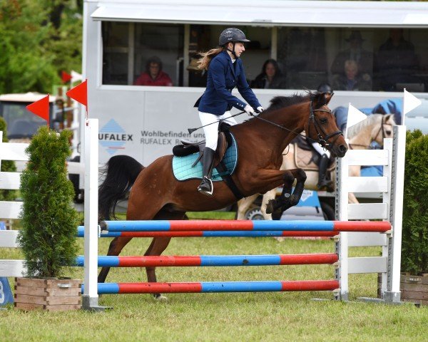 jumper Us Jumper (+) (Holländisches riding ponies, 1994)