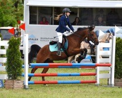 Springpferd Us Jumper (+) (Holländisches Reitpony, 1994)