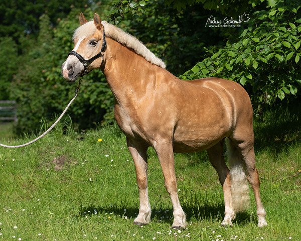 Pferd Rhea van het dolland (Haflinger, 2006, von Allacher)