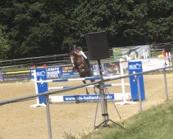 jumper Balu 491 (German Riding Pony, 2009, from Top Balino)