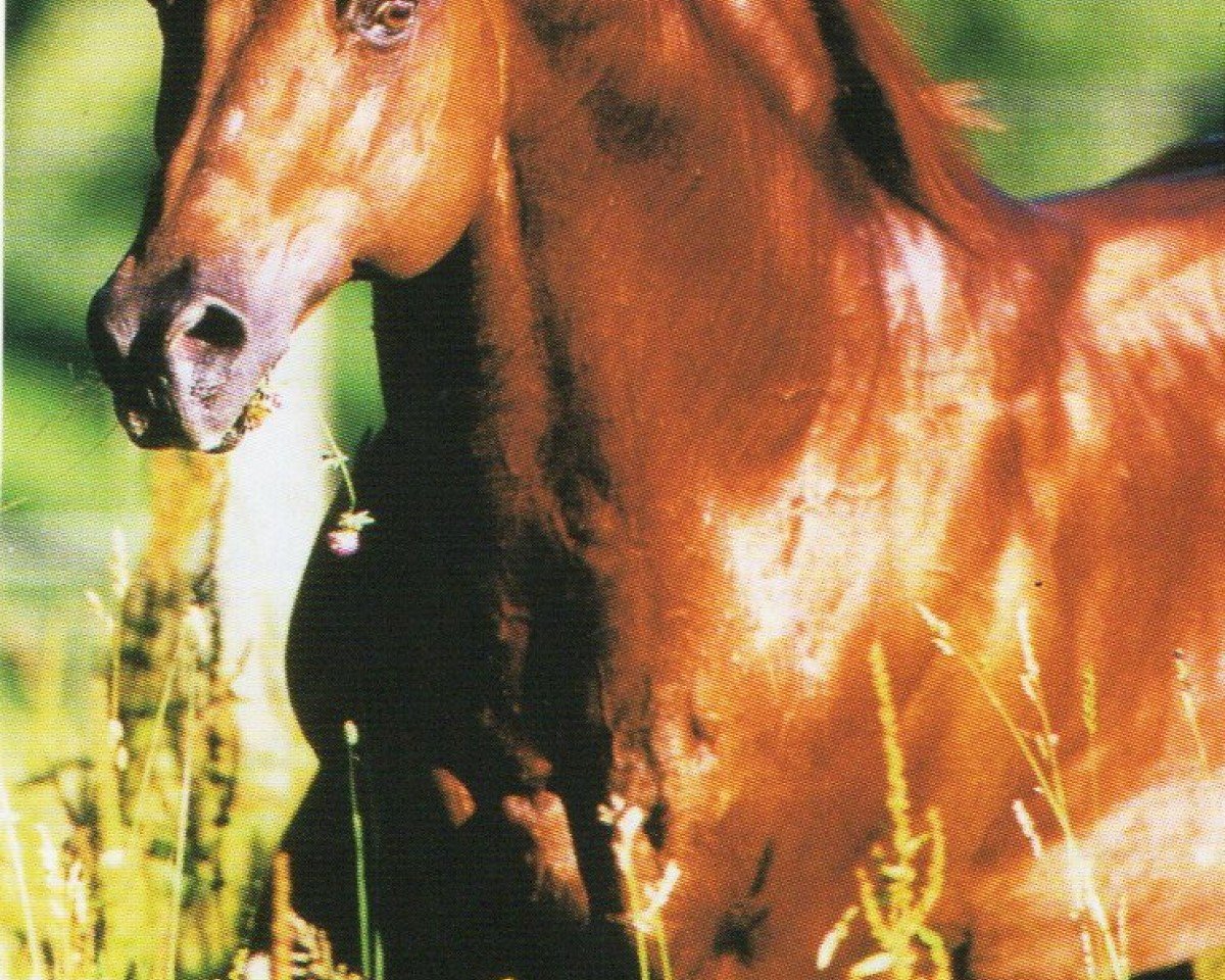 stallion Peps Amber Notice (Quarter Horse, 1988, from Doc Notice)