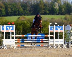 jumper Daenerys 23 (Oldenburg show jumper, 2019, from Don van het Parelshof Z)