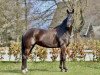 broodmare Deep Melody (Westphalian, 2015, from Damsey FRH)