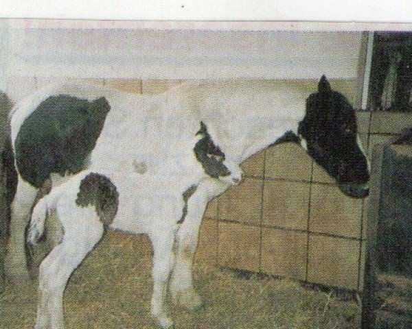 horse Meave (Tinker / Irish Cob / Gypsy Vanner, 2004, from Tir Na Nog)