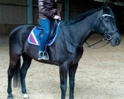 dressage horse Florentino 73 (Westphalian, 2005, from Florestan I)