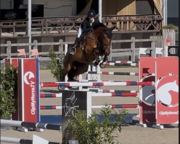 jumper Delhi N89 Z (Zangersheide riding horse, 2019, from Don van het Parelshof Z)