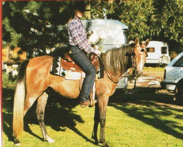 Pferd Amir (Araber, 1998, von Naheed EAO)