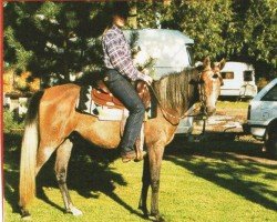 Pferd Amir (Araber, 1998, von Naheed EAO)