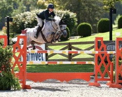 jumper Scarlett O'Hara N89 Z (Zangersheide riding horse, 2016, from Stakkato Gold)