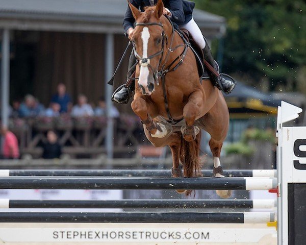 jumper Super Star van 't Keikelhof (Belgian Warmblood, 2018, from Big Star)