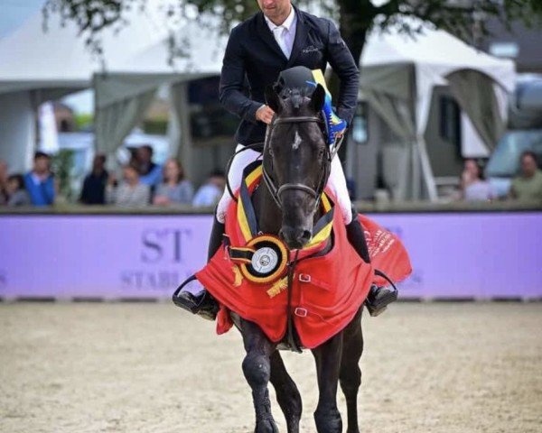 jumper Tant Mieux S (Belgian Warmblood, 2019, from Udarco van Overis)