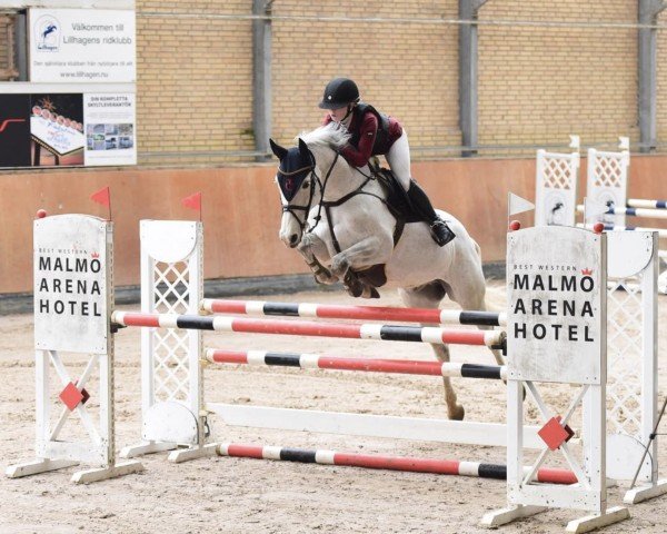 jumper Gigi (KWPN (Royal Dutch Sporthorse), 2011, from Guccio)