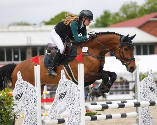 Springpferd Jessy's Boy (KWPN (Niederländisches Warmblut), 2014, von Cachas)
