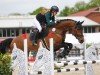 Springpferd Jessy's Boy (KWPN (Niederländisches Warmblut), 2014, von Cachas)