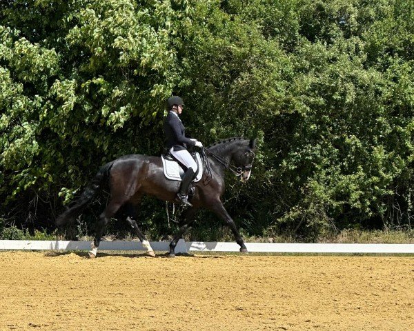 dressage horse Ruby D (Westphalian, 2014, from Rock Forever NRW)