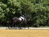 dressage horse Ruby D (Westphalian, 2014, from Rock Forever NRW)