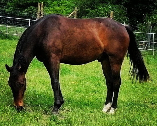 Pferd Lorcan R (Westfale, 2019, von Lassar)