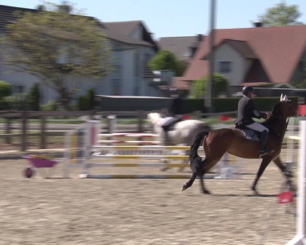 Reitturnier Poxdorf/Ofr 2025
