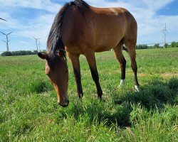 dressage horse Stute von Bellany / Zackerey (Oldenburg, 2022, from Bellany)