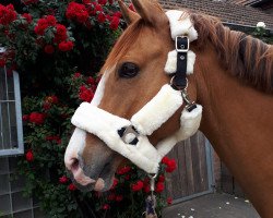 dressage horse Der Kleine Donner 4 (German Riding Pony, 2010, from FS Daddy Cool)