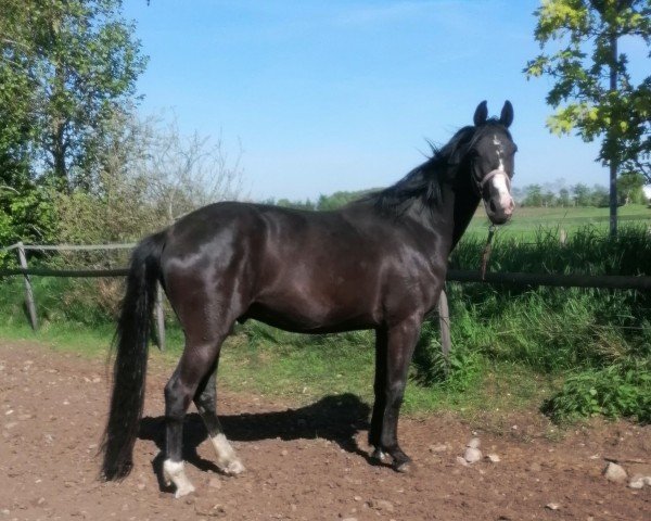 dressage horse De Niro Gold x Download GT (Oldenburg, 2022, from De Niro Gold 3)