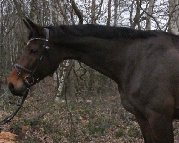 broodmare Cattleya H.E. (Westphalian, 2014, from Chaman)