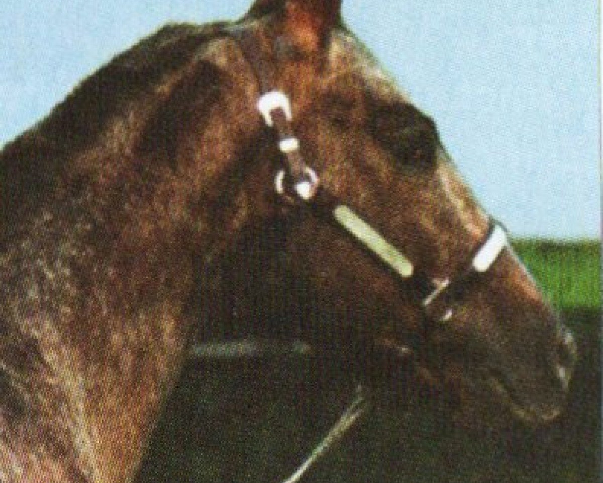 Deckhengst Mr. Spring Bar (Appaloosa, 1988, von King Leo Bar)