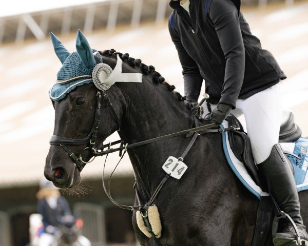 dressage horse La Luna Utopia (KWPN (Royal Dutch Sporthorse), 2016, from Lord Leatherdale)