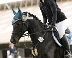dressage horse La Luna Utopia (KWPN (Royal Dutch Sporthorse), 2016, from Lord Leatherdale)
