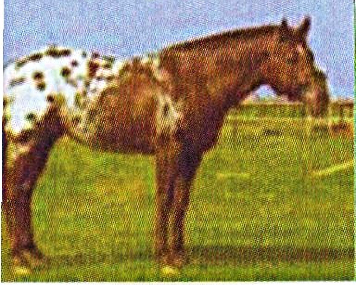 Deckhengst Mighty Shado Man (Appaloosa, 1991, von Mighty Joe Man)