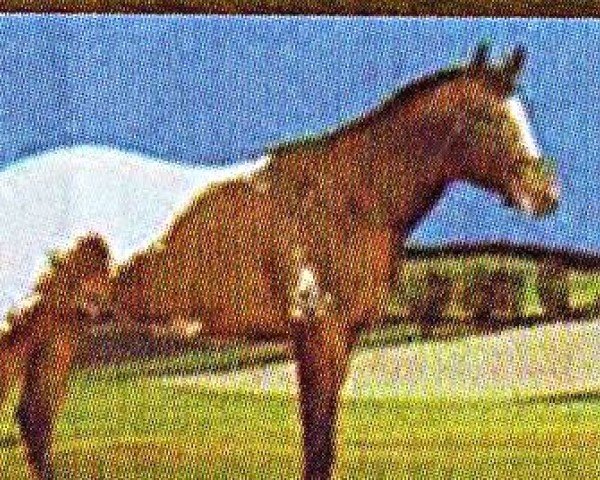 Pferd Sir Gere Goer (Appaloosa, 1994, von Mr. Spring Bar)