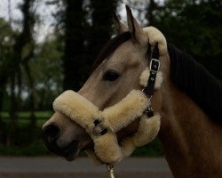 horse Wischhoffs Sarkozy (German Riding Pony, 2017, from Jonker's Socrates)