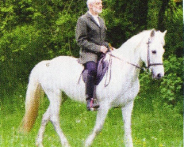 horse Terra (Connemara Pony, 1998, from Lone Ranger)
