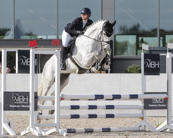 jumper Grafenstolz 3 (German Sport Horse, 2020, from Grey Top)