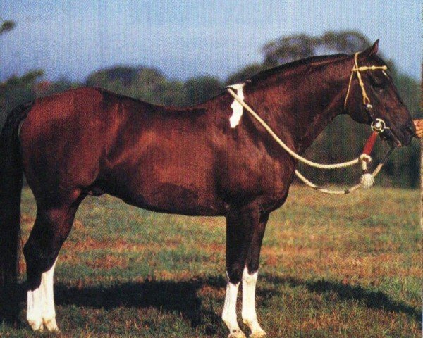 Pferd Delta Getsya There (Paint Horse, 1987, von Doc OLena)