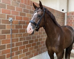 dressage horse DaBinIch (Oldenburg, 2014, from Dimaggio)