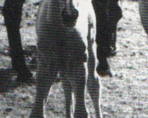 horse Peppys Flit Bar (Quarter Horse, 1994, from Tivio Jess Flit Bar)