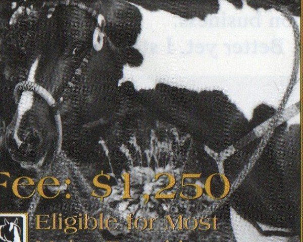 Pferd Mr Zippo Jack Bar (Paint Horse, 1988, von Zippo Jack Bar)