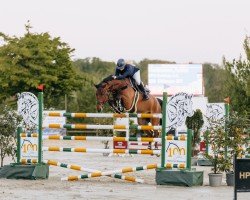 jumper Chicago 221 (Oldenburg show jumper, 2017, from Chacoon Blue)