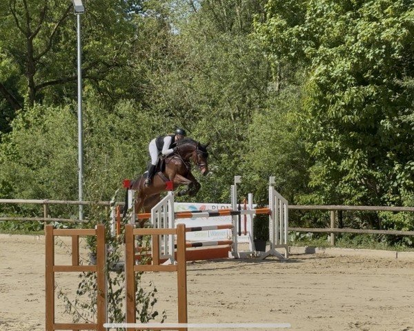 jumper Vivant de Luxe (Westphalian, 2019, from Vivant)