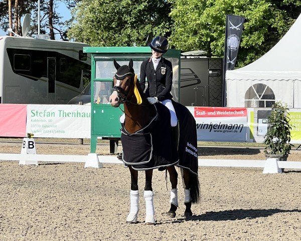 Dressurpferd MuscleBeach (Deutsches Reitpony, 2017, von FS Mr. Right)