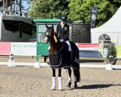 dressage horse MuscleBeach (German Riding Pony, 2017, from FS Mr. Right)