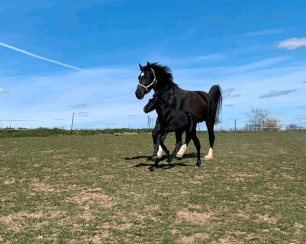Zuchtstute Ina (Sächs.-Thür. Schweres Warmbl., 2019, von Emilio)