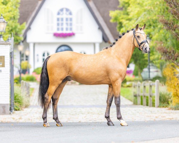 dressage horse Diamonds Expolsion (German Riding Pony, 2021, from Diamonds Showtime)