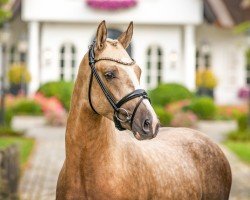 Dressurpferd Birkenhain Double Brilliant (Deutsches Reitpony, 2021, von Double Jackpot)